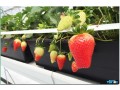 buy-omri-certified-and-renewable-strawberry-grow-bags-from-ricocco-small-1
