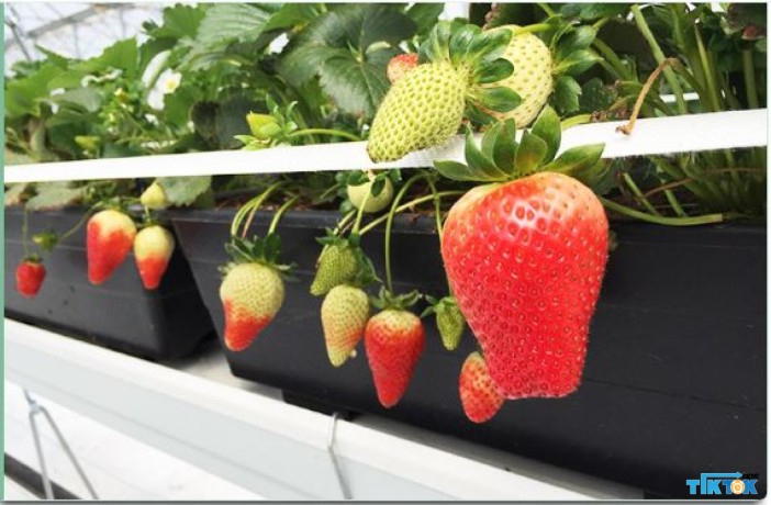 buy-omri-certified-and-renewable-strawberry-grow-bags-from-ricocco-big-1