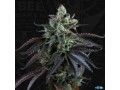 check-out-the-large-selection-of-high-quality-and-genuine-greenhouse-seeds-at-cannapot-small-0