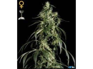 Check out the large selection of high-quality and genuine Greenhouse Seeds at Cannapot