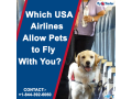 qatar-airways-pet-travel-policy-flyofinder-small-0