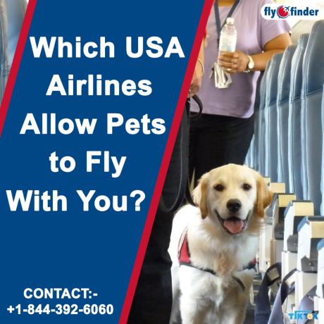 qatar-airways-pet-travel-policy-flyofinder-big-0