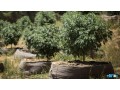 riococo-mmj-offers-the-best-quality-brick-of-coco-coir-small-0