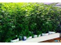 cannabis-growing-with-coco-coir-made-easier-with-riococo-mmj-small-0