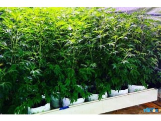 Cannabis growing with coco coir made easier with RIOCOCO MMJ