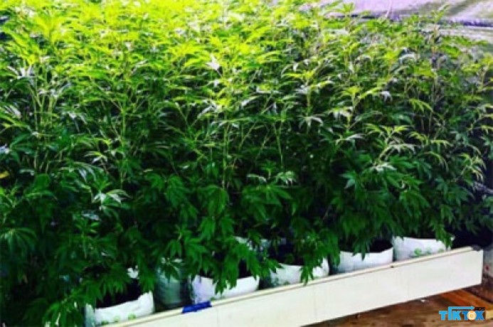 cannabis-growing-with-coco-coir-made-easier-with-riococo-mmj-big-0