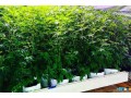riococo-mmj-offers-the-best-hydroponic-cannabis-growing-media-small-0